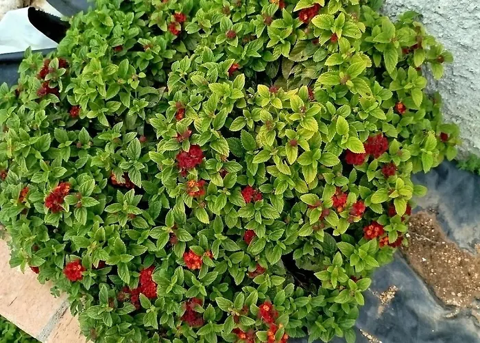 Tropea - Amphitrite 公寓 梵蒂冈角