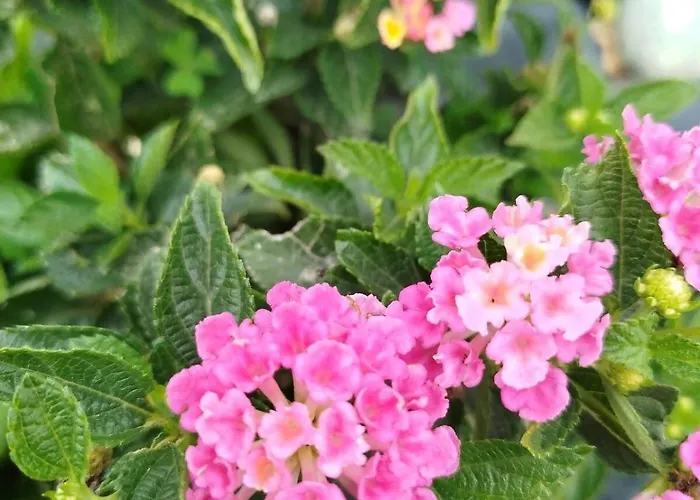 公寓 Tropea - Amphitrite *